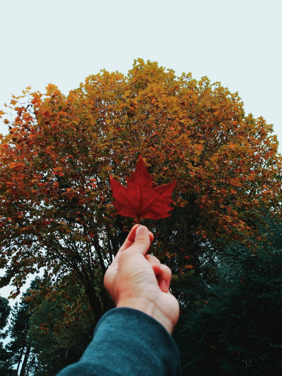 Duurzame Herfst Favorieten voor een Groene Routine - Velveux