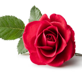 Sparkling Roses - natuurlijke gezichtsolie - rozenolie gezicht